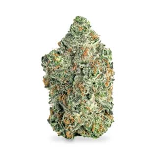 Candy Apple flower from Rooster, sample product photo