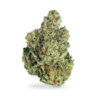 Motorbreath flower from Luna Leaf, sample product photo