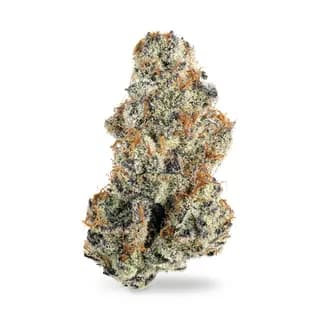 Snow Cane flower from Lucky Cultivation, sample product photo