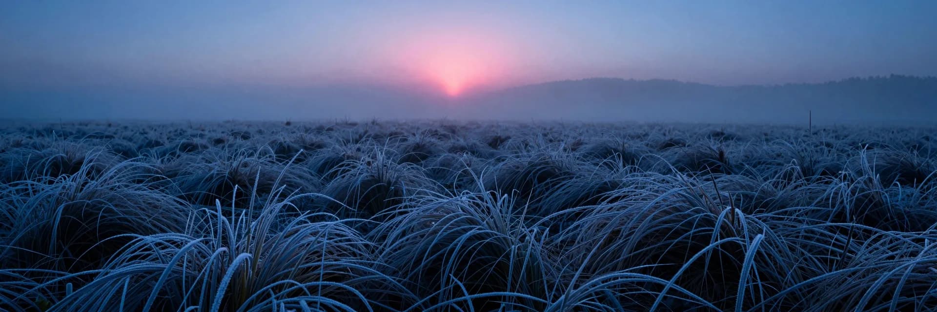 Vast field of frost-covered tall grass at dawn receding into a thick fog bank that obscures the horizon, grass blades sharp in the foreground dissolving softer toward the fog.