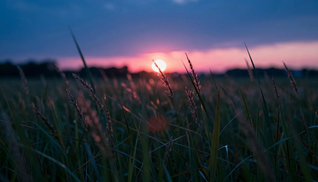 Low-angle view through tall grass blades at sunset, the grass framing the warm horizon glow, shallow depth of field with foreground grass sharp and distance defocused.