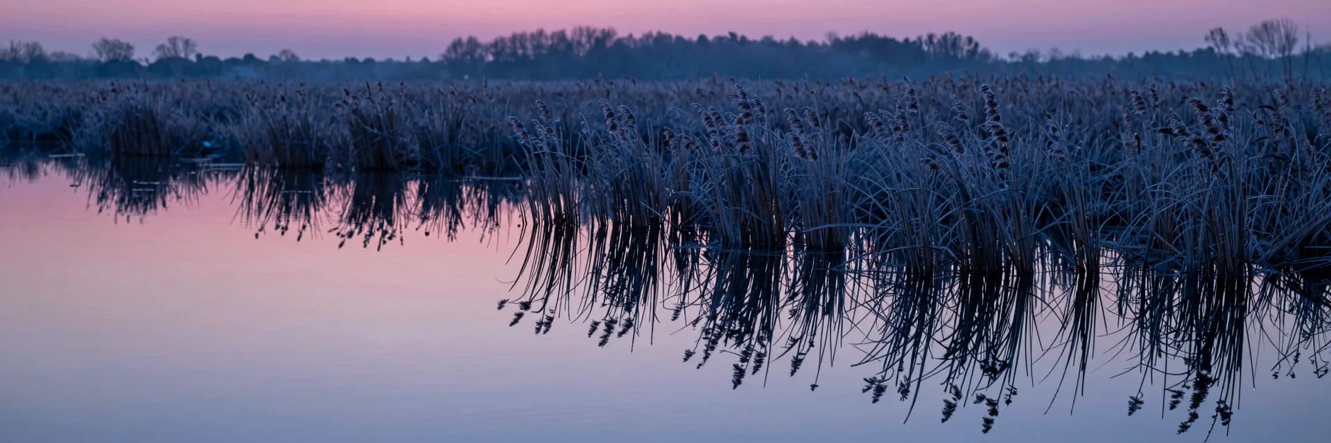Ultra-wide of the calm marsh water at dawn perfectly reflecting frost-covered reeds and pink dawn sky, mirror composition.