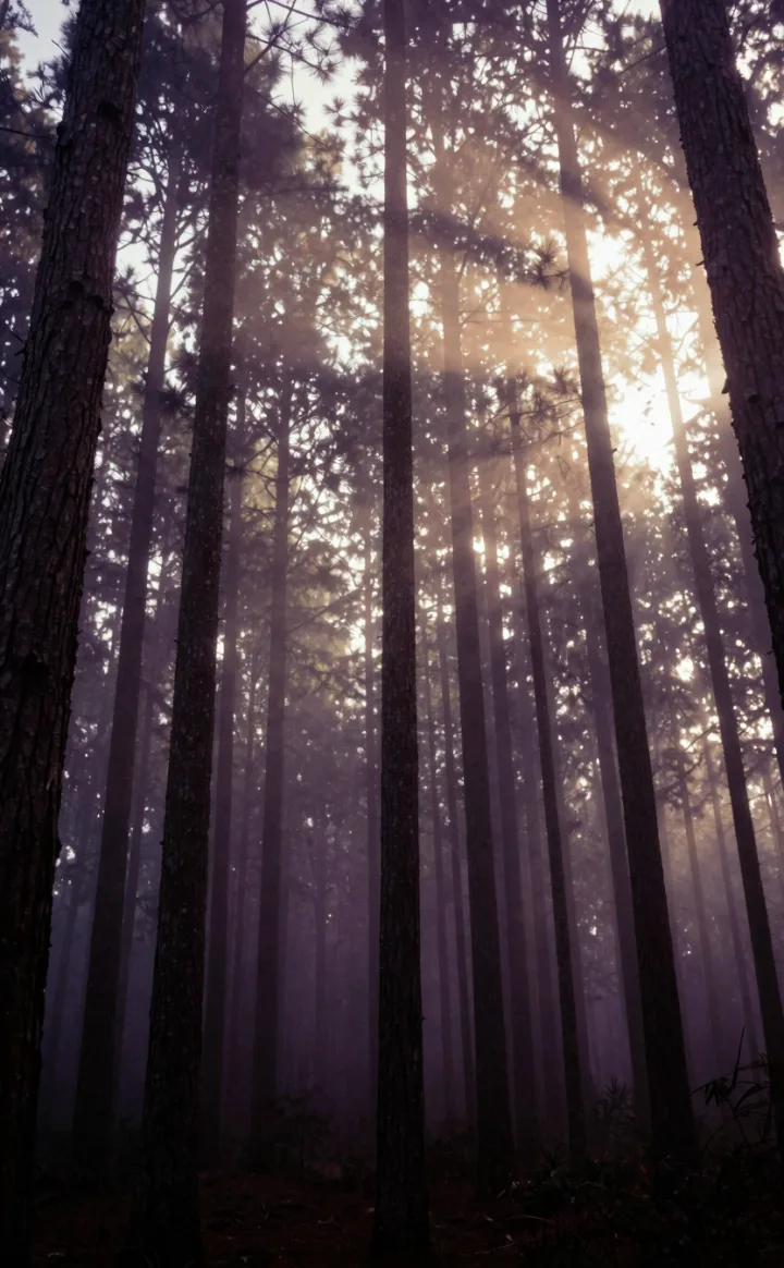 Pine trunks rising through morning light, vertical framing.